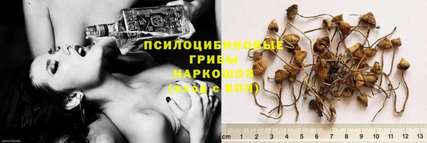 прущие грибы Касимов